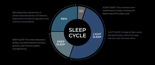 Graph of sleep cycles showing progression through light sleep, deep sleep, and REM stages throughout the night