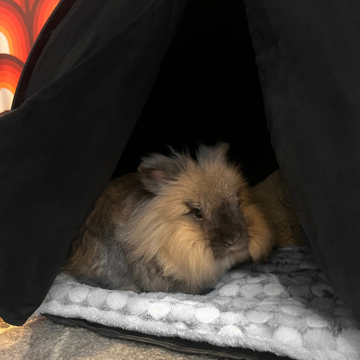 Calming Small Pet Den