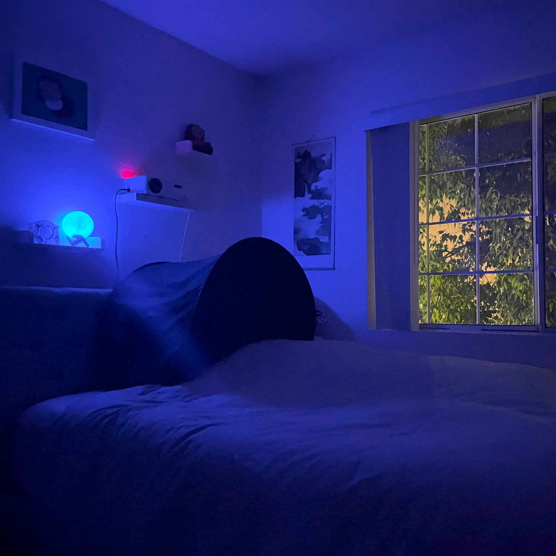 zDen on a bed in a room with ambient light from nightlight and outside the window, street light.